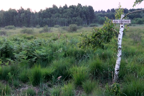 Herfeldmoor