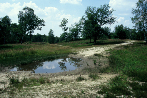 Hühnerbruch