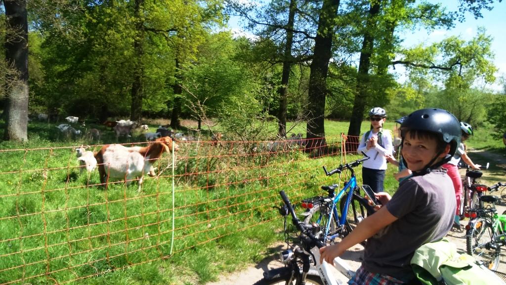 Altenrather Heide-Scouts Wahner Heide