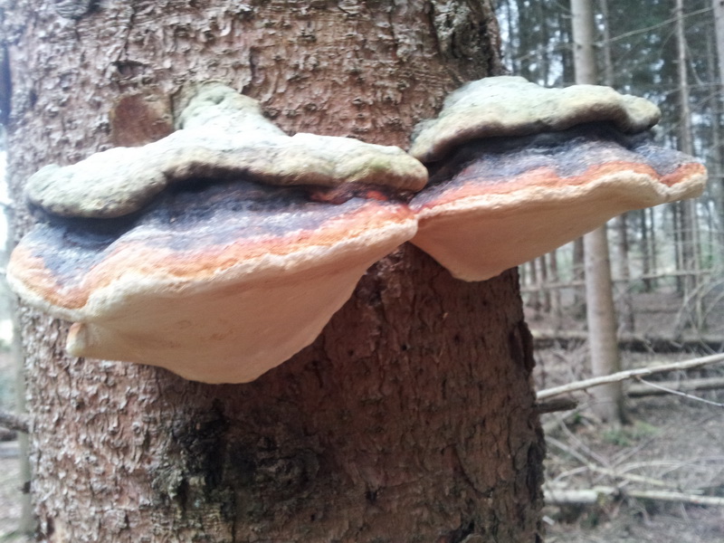 Rösrather Heide-Scouts am Turmhof Wahner Heide