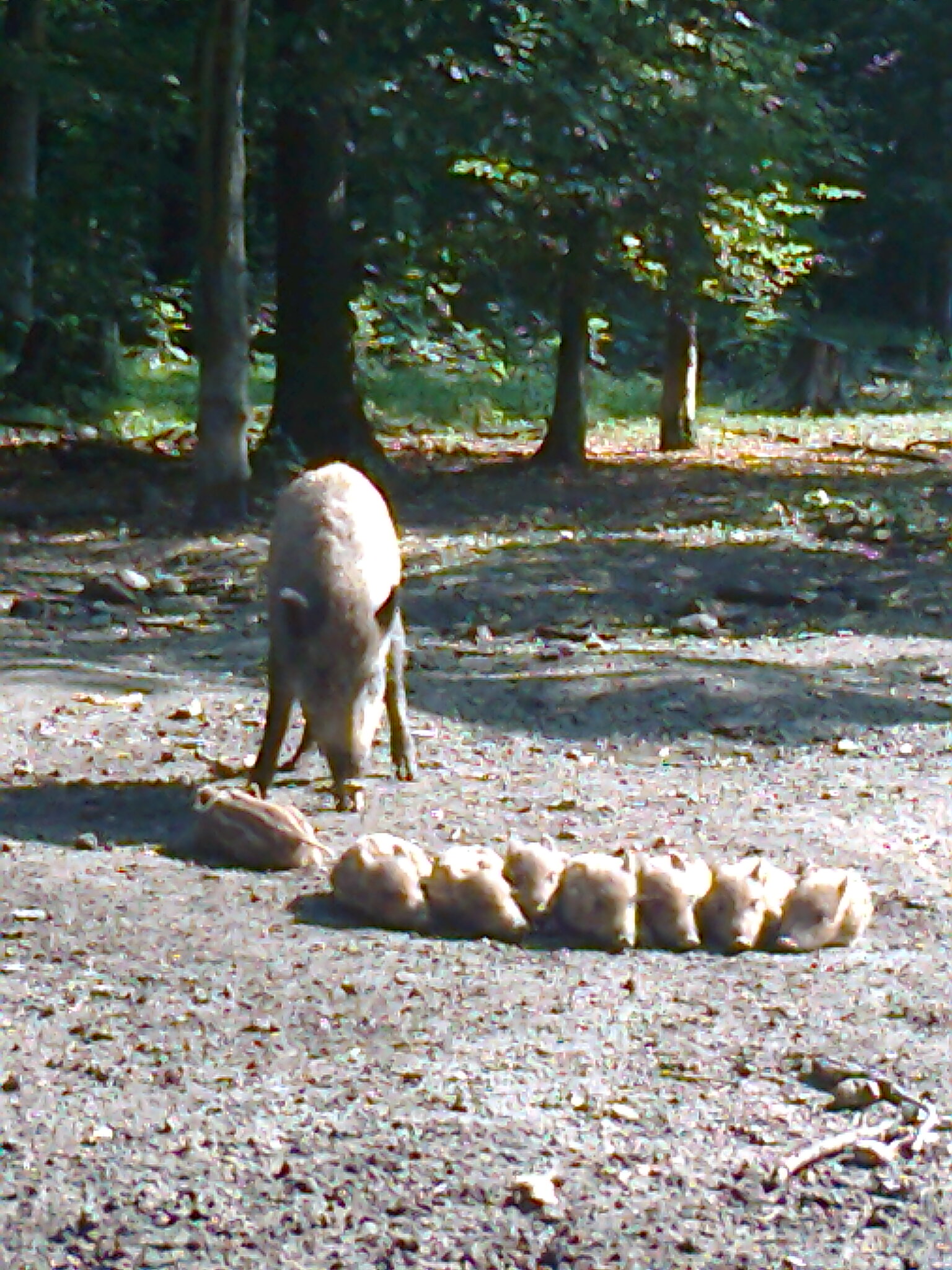  Wahner Heide