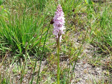 Altenrather Heide-Scouts Wahner Heide